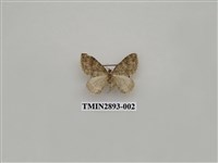 藏品(尺蛾631)的圖片